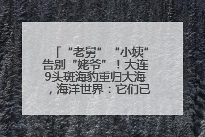 “老舅”“小姨”告别“姥爷”！大连9头斑海豹重归大海，海洋世界：它们已具备野外生存能力