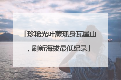 珍稀光叶蕨现身瓦屋山，刷新海拔最低纪录