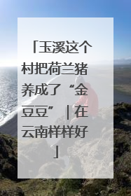 玉溪这个村把荷兰猪养成了“金豆豆”｜在云南样样好