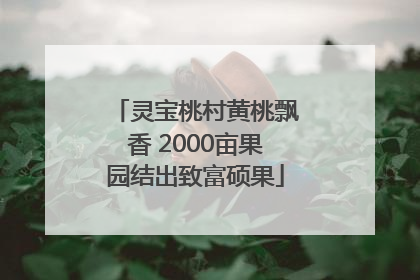 灵宝桃村黄桃飘香 2000亩果园结出致富硕果