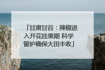 甘肃甘谷：辣椒进入开花挂果期 科学管护确保大田丰收