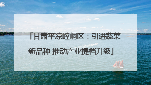 甘肃平凉崆峒区：引进蔬菜新品种 推动产业提档升级