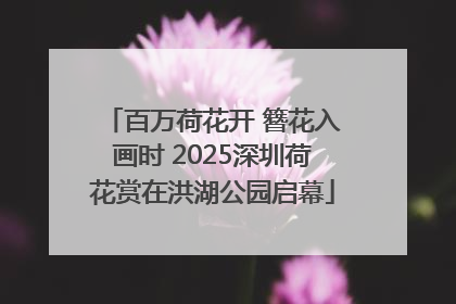 百万荷花开 簪花入画时 2025深圳荷花赏在洪湖公园启幕
