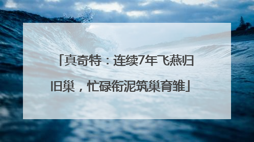 真奇特：连续7年飞燕归旧巢，忙碌衔泥筑巢育雏