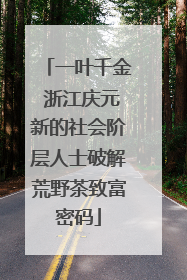 一叶千金 浙江庆元新的社会阶层人士破解荒野茶致富密码