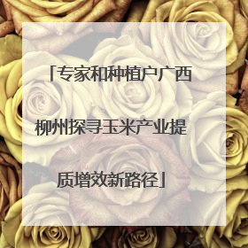 专家和种植户广西柳州探寻玉米产业提质增效新路径