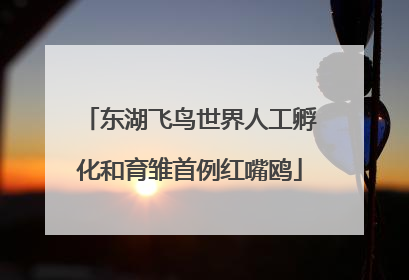 东湖飞鸟世界人工孵化和育雏首例红嘴鸥