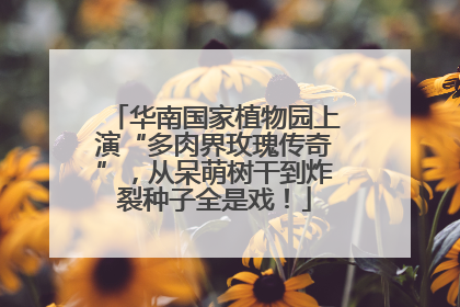 华南国家植物园上演“多肉界玫瑰传奇”，从呆萌树干到炸裂种子全是戏！