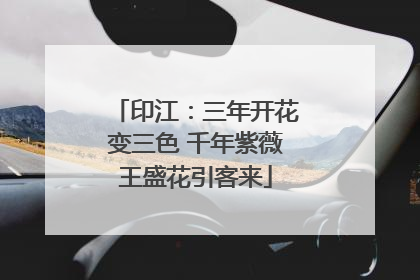 印江：三年开花变三色 千年紫薇王盛花引客来