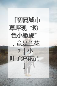 初夏城市草坪现“粉色小螺旋”，竟是兰花？ | 小叶子沪花记