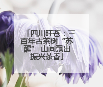 四川旺苍：三百年古茶树“苏醒” 山间飘出振兴茶香