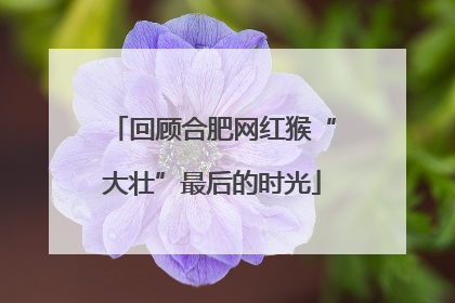 回顾合肥网红猴“大壮”最后的时光