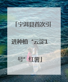 宁洱县首次引进种植“云淀1号”红薯
