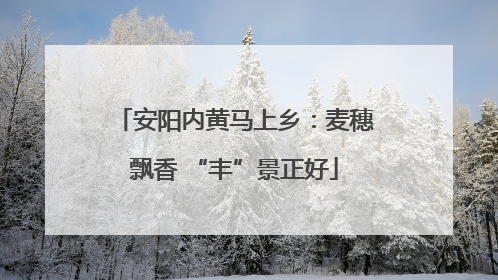 安阳内黄马上乡：麦穗飘香 “丰”景正好