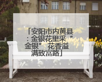 安阳市内黄县：金银花里采“金银” 花香溢满致富路