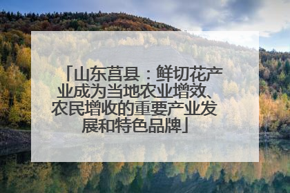 山东莒县：鲜切花产业成为当地农业增效、农民增收的重要产业发展和特色品牌