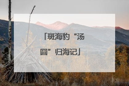 斑海豹“汤圆”归海记