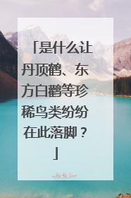 是什么让丹顶鹤、东方白鹳等珍稀鸟类纷纷在此落脚？