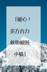 暖心！多方合力救助被困小猫