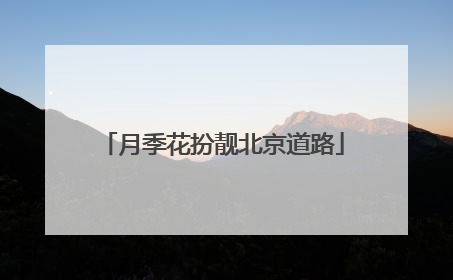 月季花扮靓北京道路