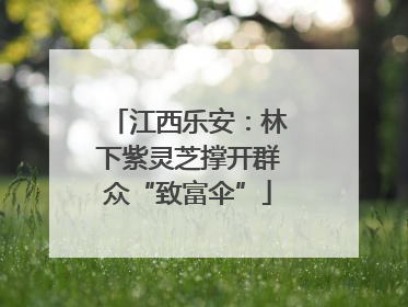 江西乐安：林下紫灵芝撑开群众“致富伞”