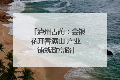 泸州古蔺：金银花开香满山 产业铺就致富路