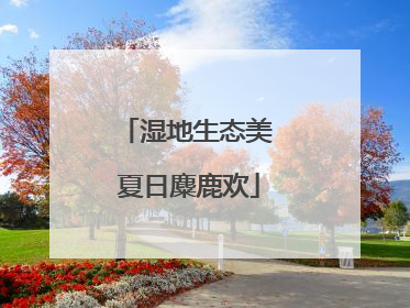 湿地生态美 夏日麋鹿欢