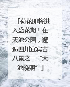 荷花即将进入盛花期！在天池公园，邂逅四川宜宾古八景之一“天池晚照”