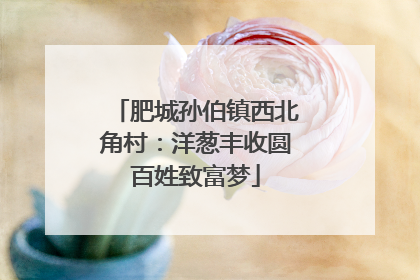 肥城孙伯镇西北角村：洋葱丰收圆百姓致富梦