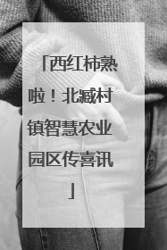 西红柿熟啦！北臧村镇智慧农业园区传喜讯