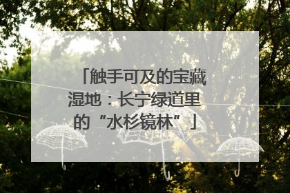 触手可及的宝藏湿地：长宁绿道里的“水杉镜林”
