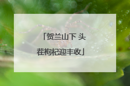 贺兰山下 头茬枸杞迎丰收