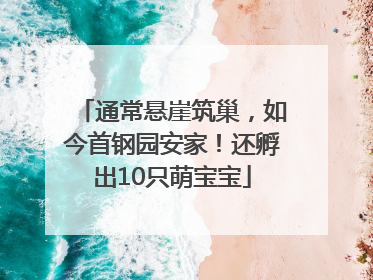 通常悬崖筑巢，如今首钢园安家！还孵出10只萌宝宝
