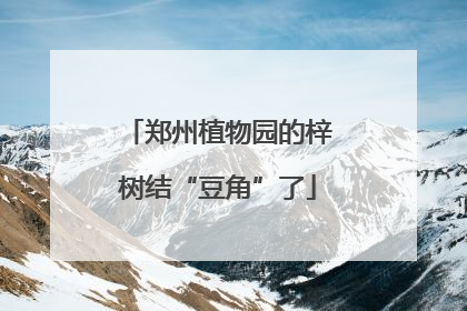 郑州植物园的梓树结“豆角”了