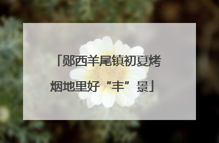 郧西羊尾镇初夏烤烟地里好“丰”景