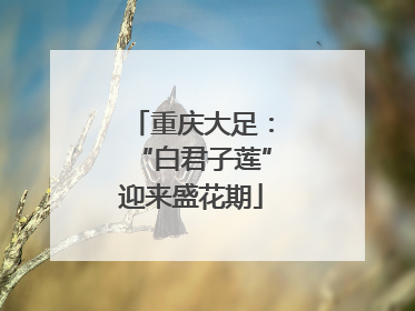 重庆大足：“白君子莲”迎来盛花期