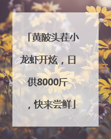 黄陂头茬小龙虾开炫，日供8000斤，快来尝鲜