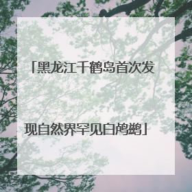 黑龙江千鹤岛首次发现自然界罕见白鸬鹚